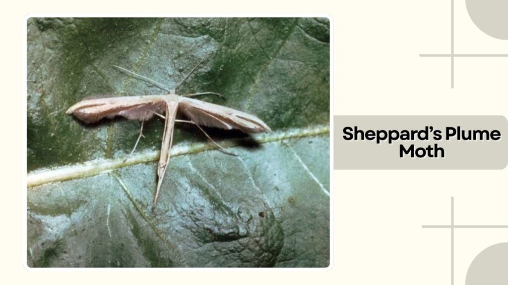 Sheppard's Plume Moth