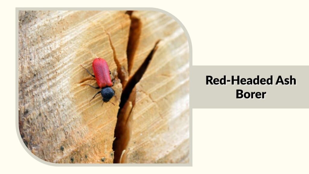 Red-Headed Ash Borer