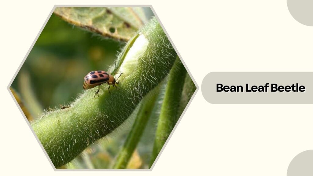 Bean Leaf Beetle