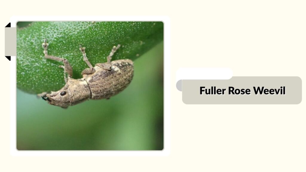 Fuller Rose Weevil
