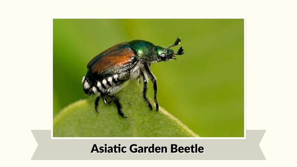 Asiatic Garden Beetle