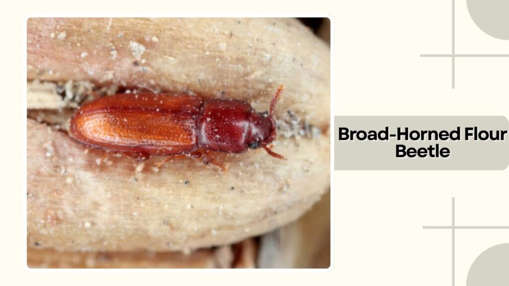 Broad-Horned Flour Beetle