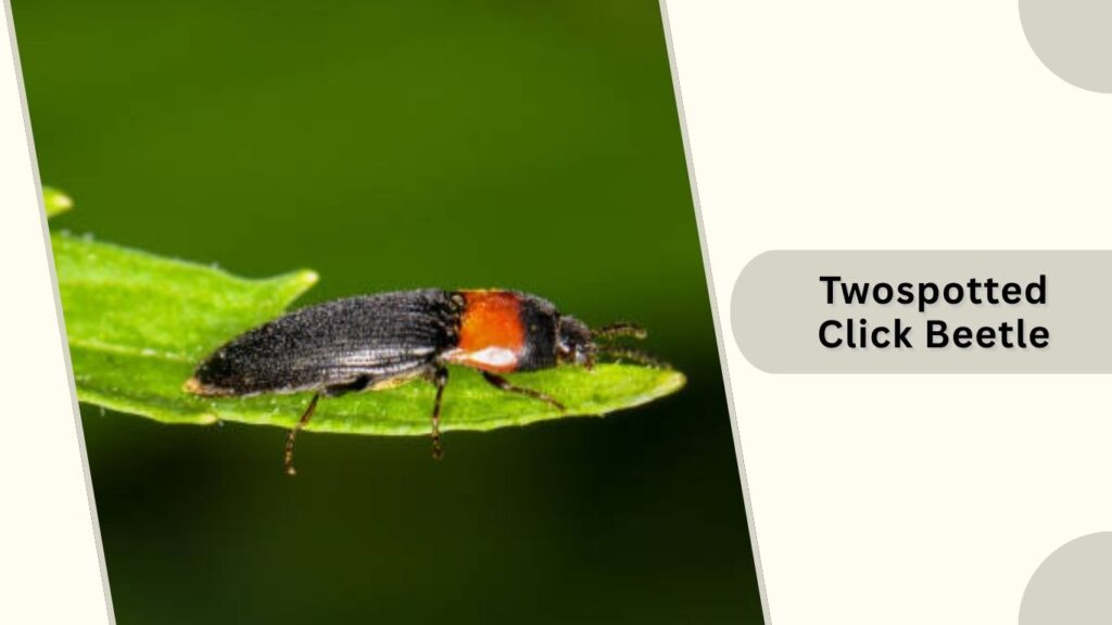 Twospotted Click Beetle