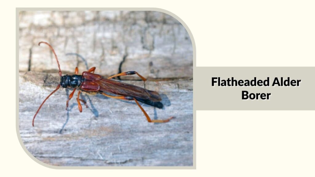 Flatheaded Alder Borer