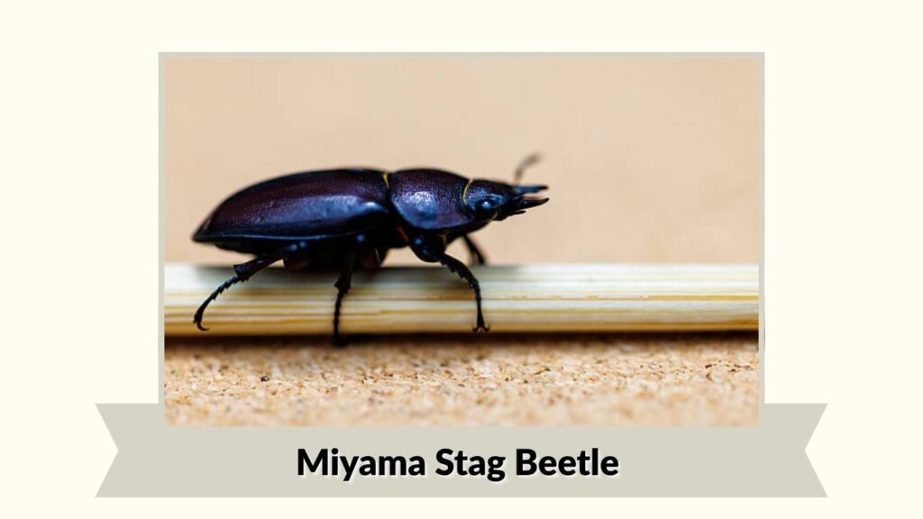 Miyama Stag Beetle