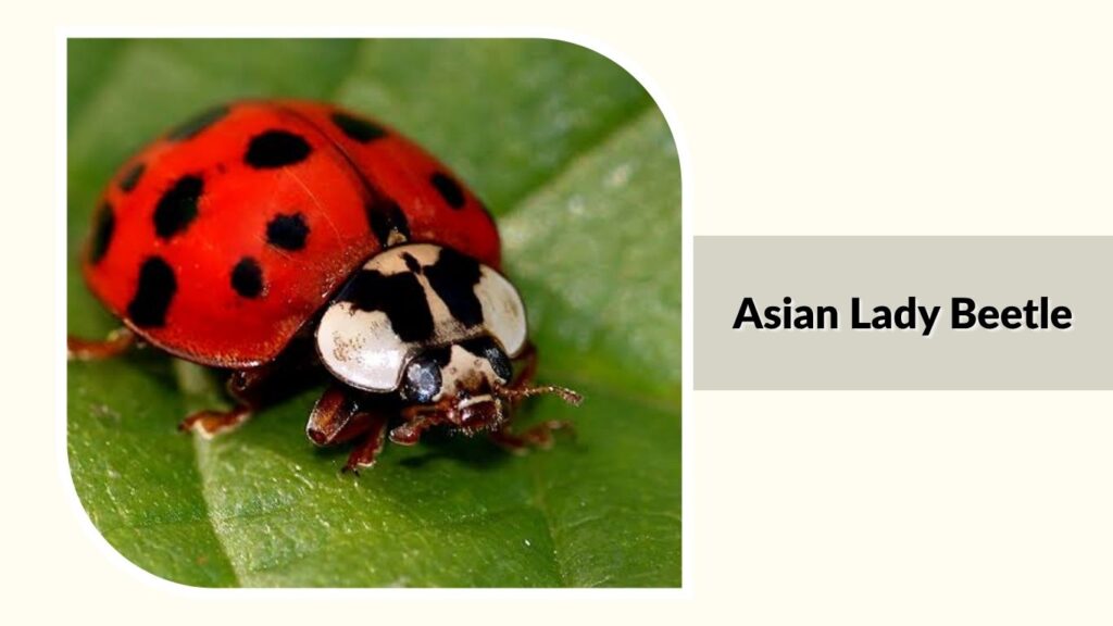 Asian Lady Beetle