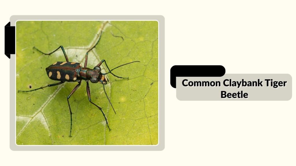 Common Claybank Tiger Beetle