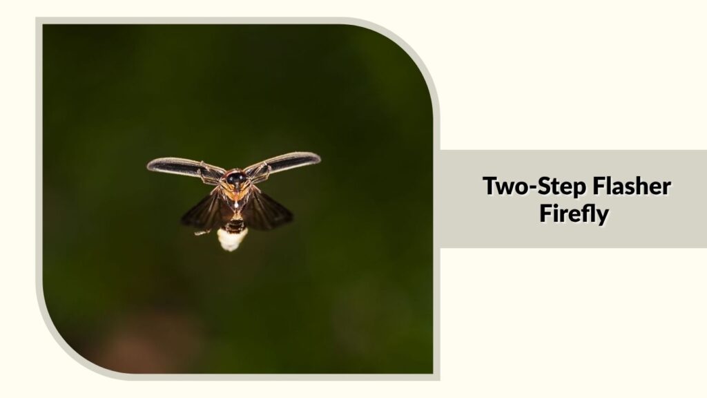 Two-Step Flasher Firefly