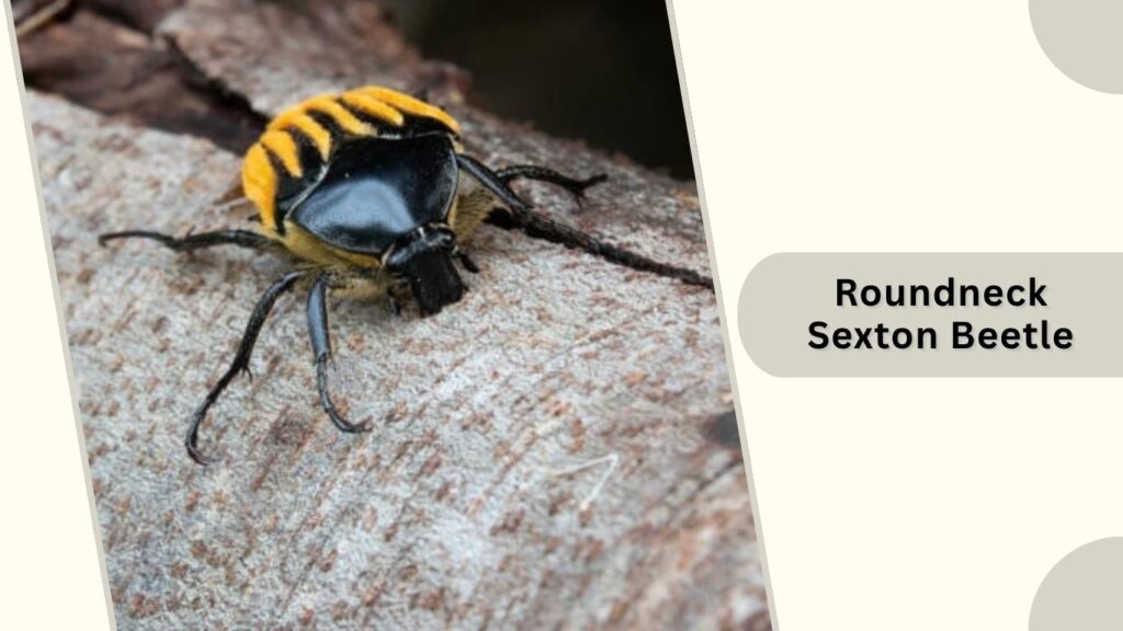 Roundneck Sexton Beetle