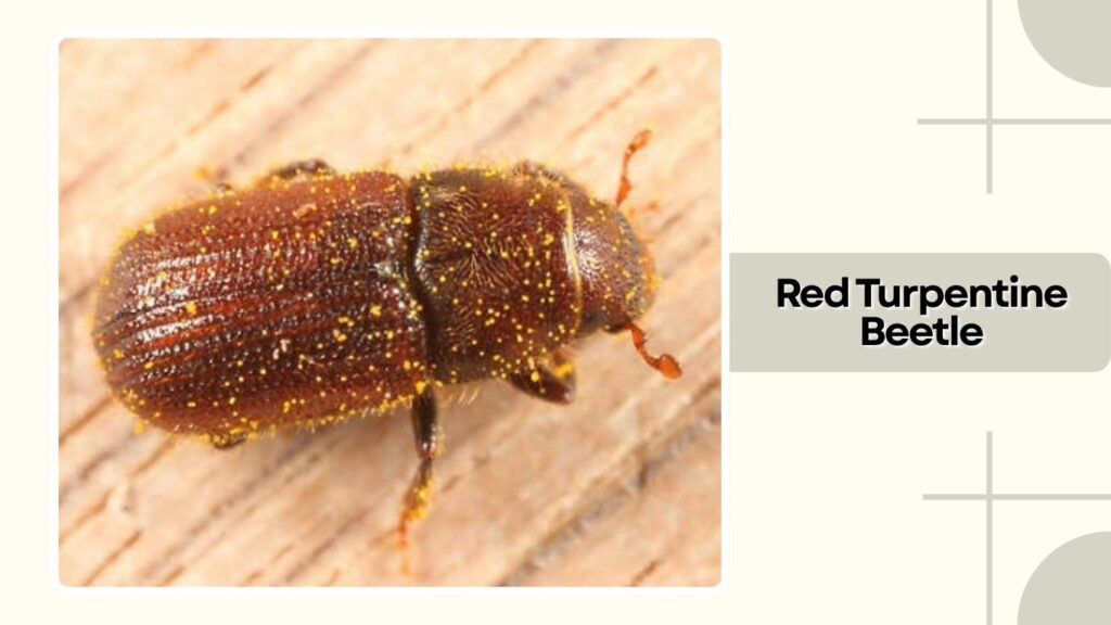 Red Turpentine Beetle