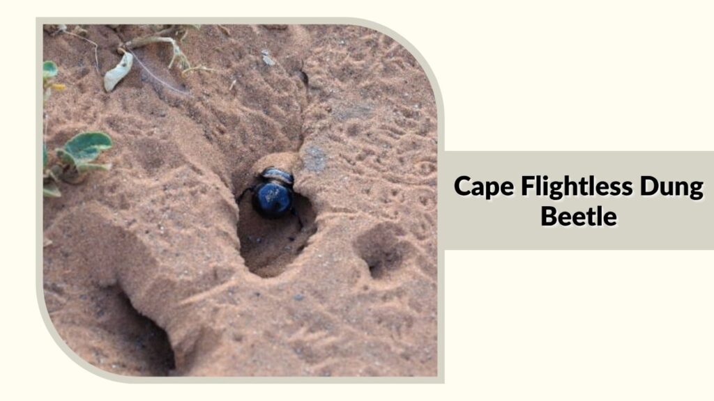 Cape Flightless Dung Beetle
