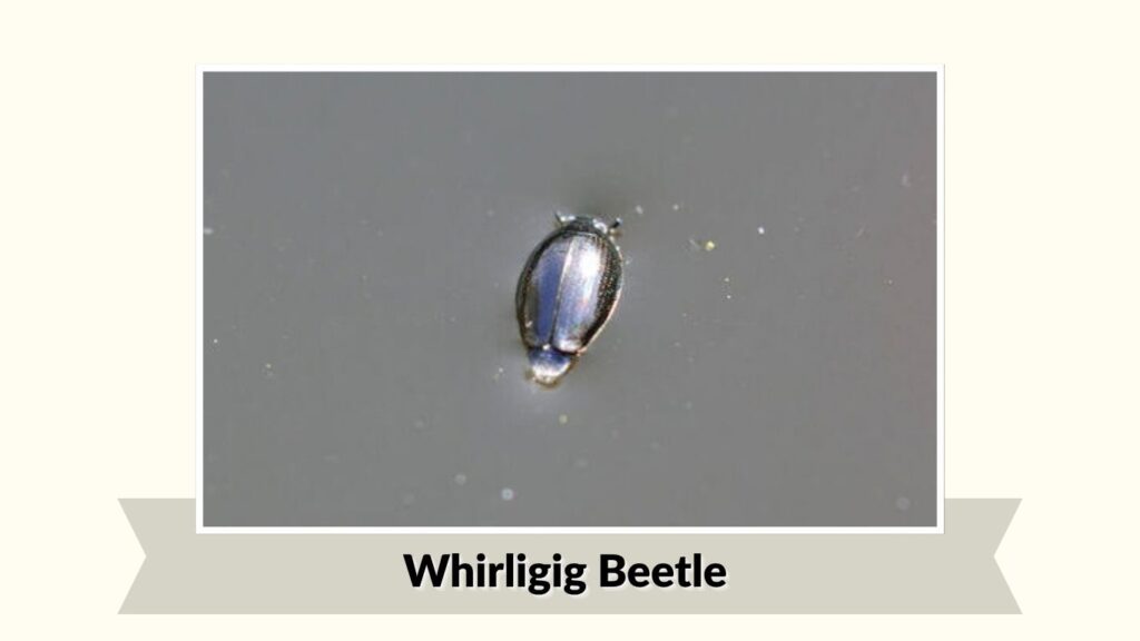 Whirligig Beetle