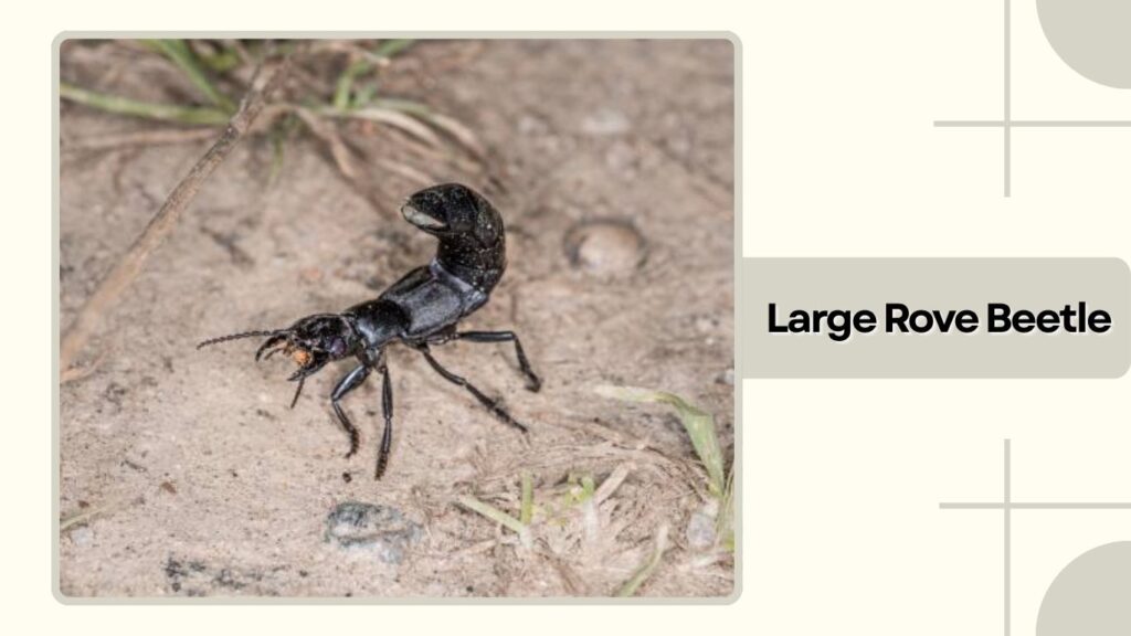 Large Rove Beetle