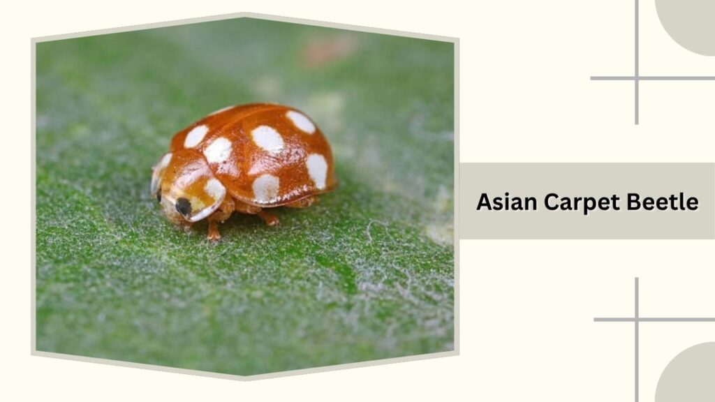 Asian Carpet Beetle
