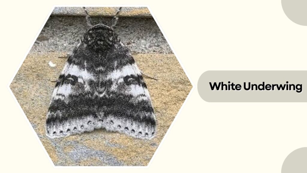  White Underwing