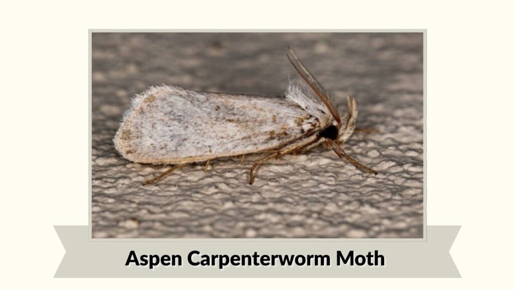 Aspen Carpenterworm Moth