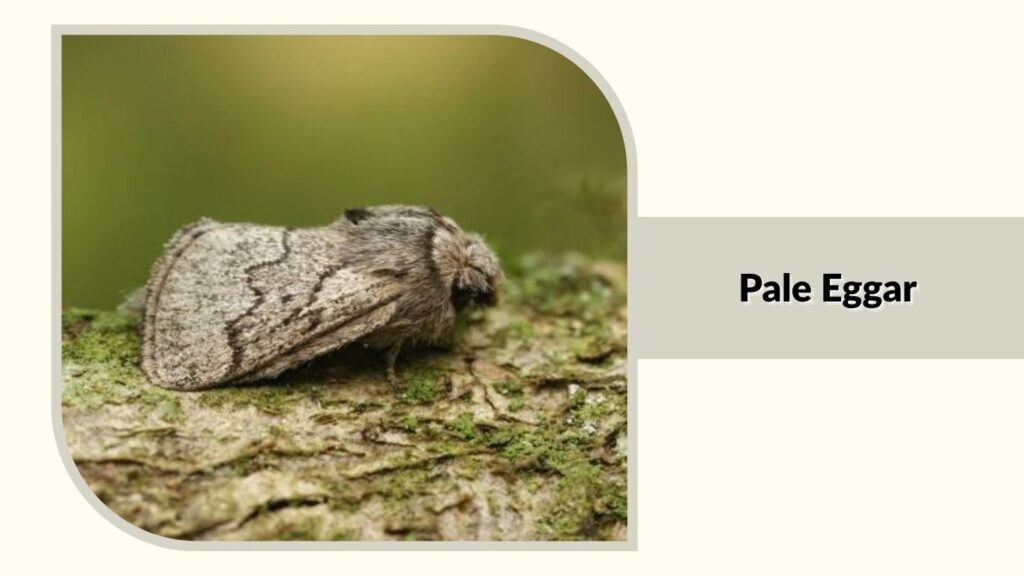 Pale Eggar