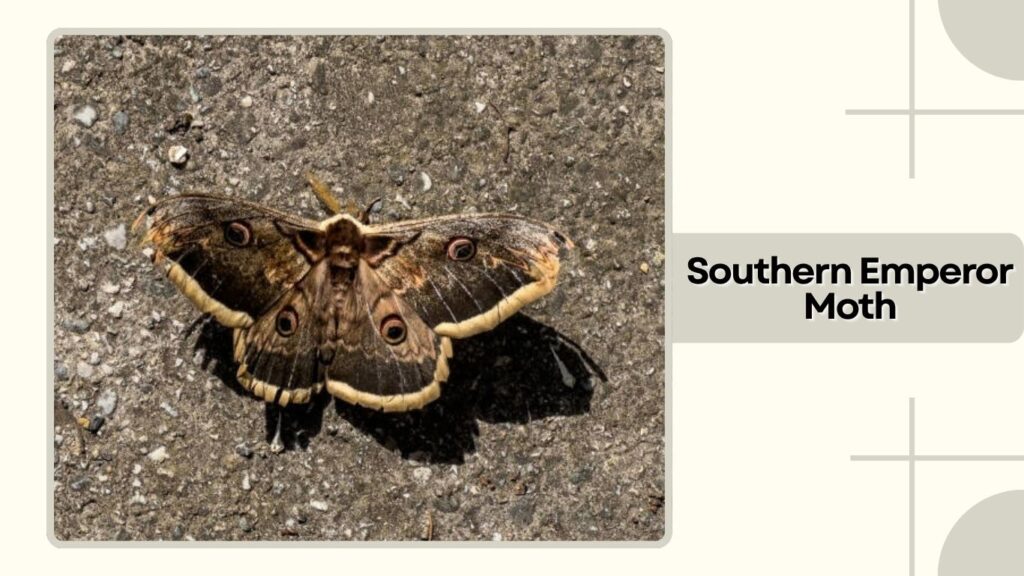 Southern Emperor Moth