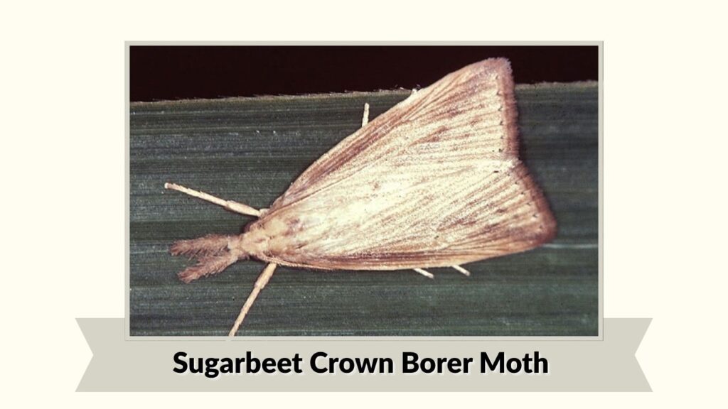 Sugarbeet Crown Borer Moth