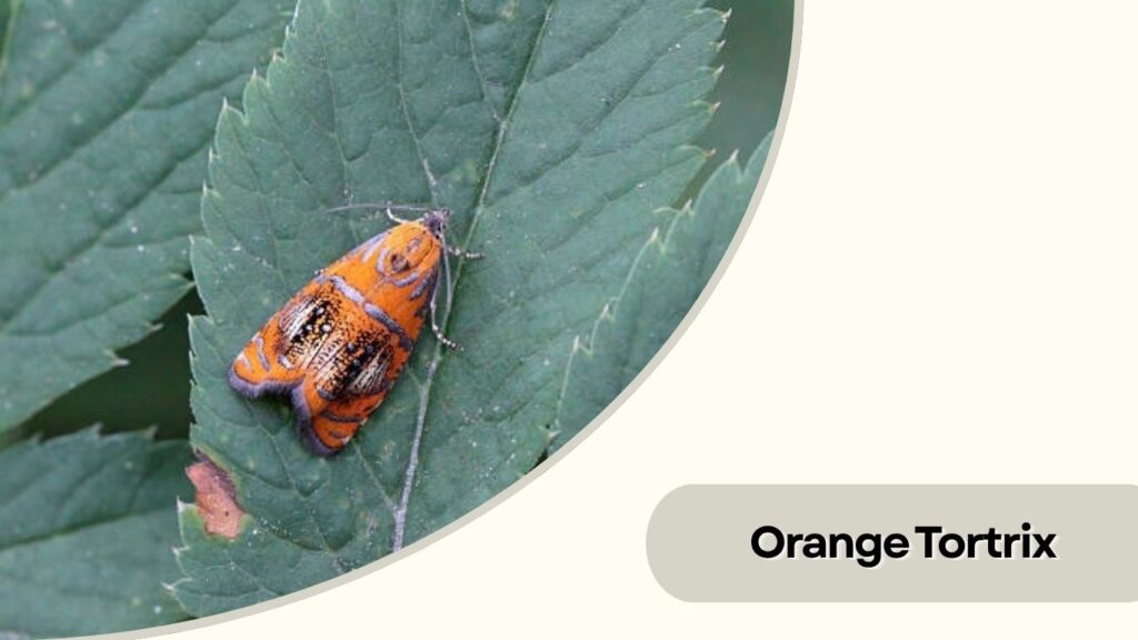 Orange Tortrix