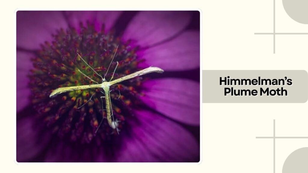 Himmelman's Plume Moth