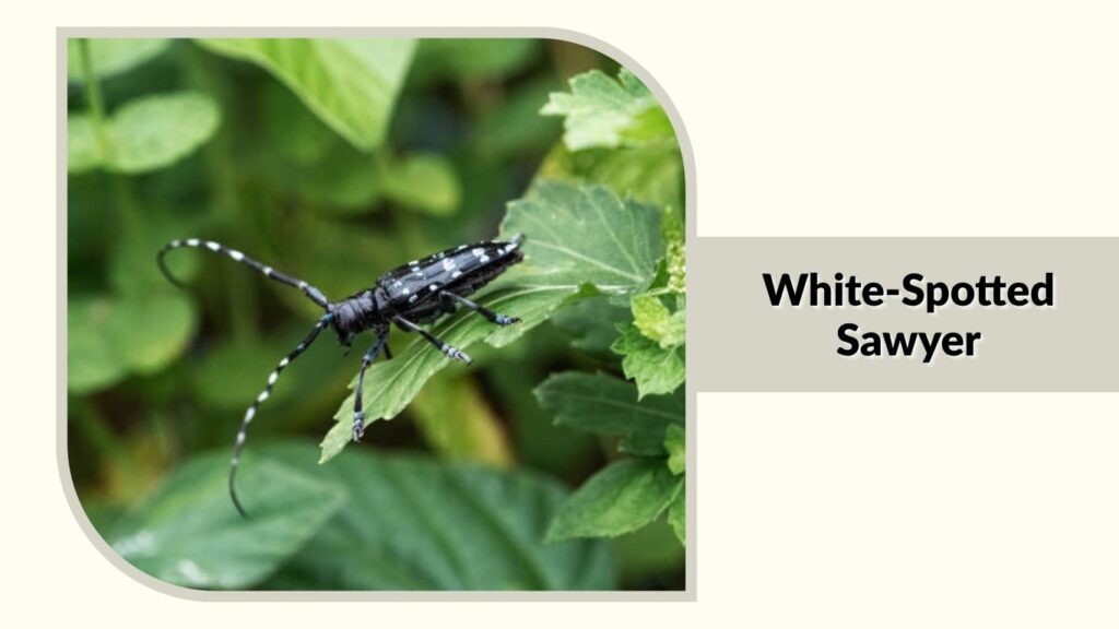 White-Spotted Sawyer