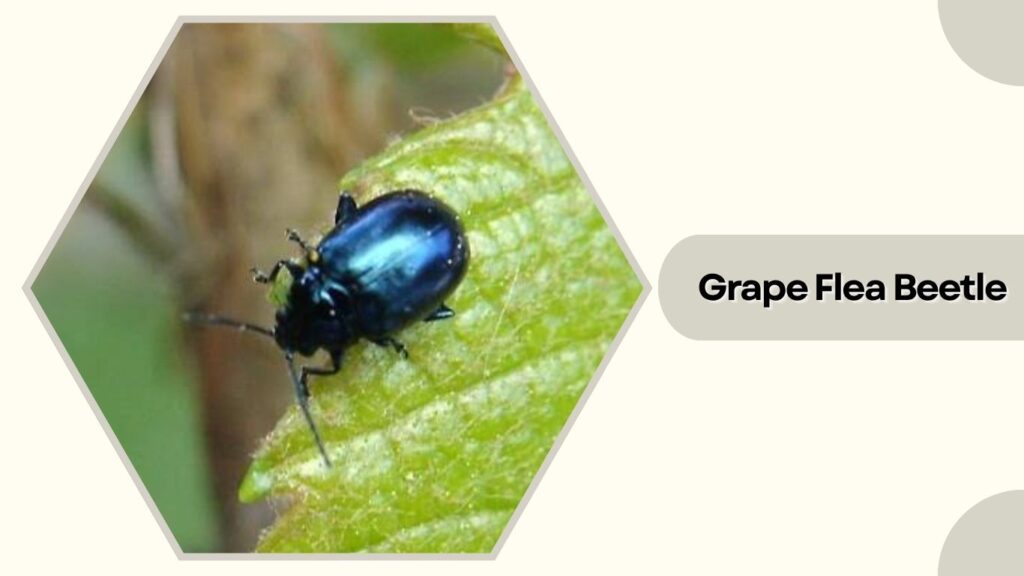 Grape Flea Beetle