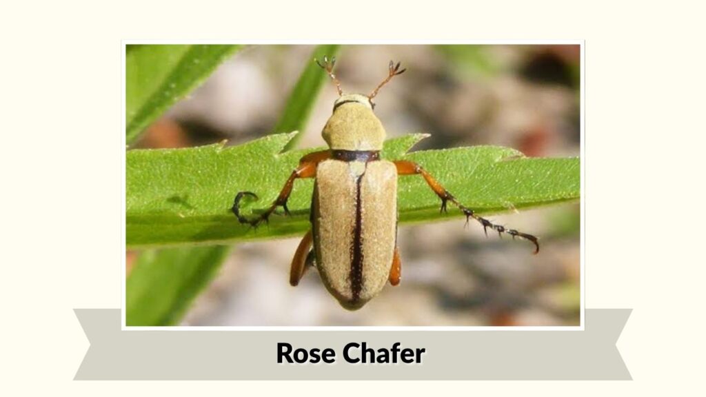 Rose Chafer