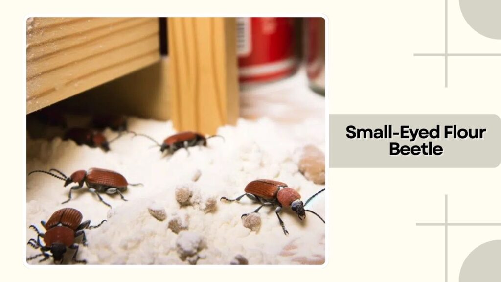 Small-Eyed Flour Beetle