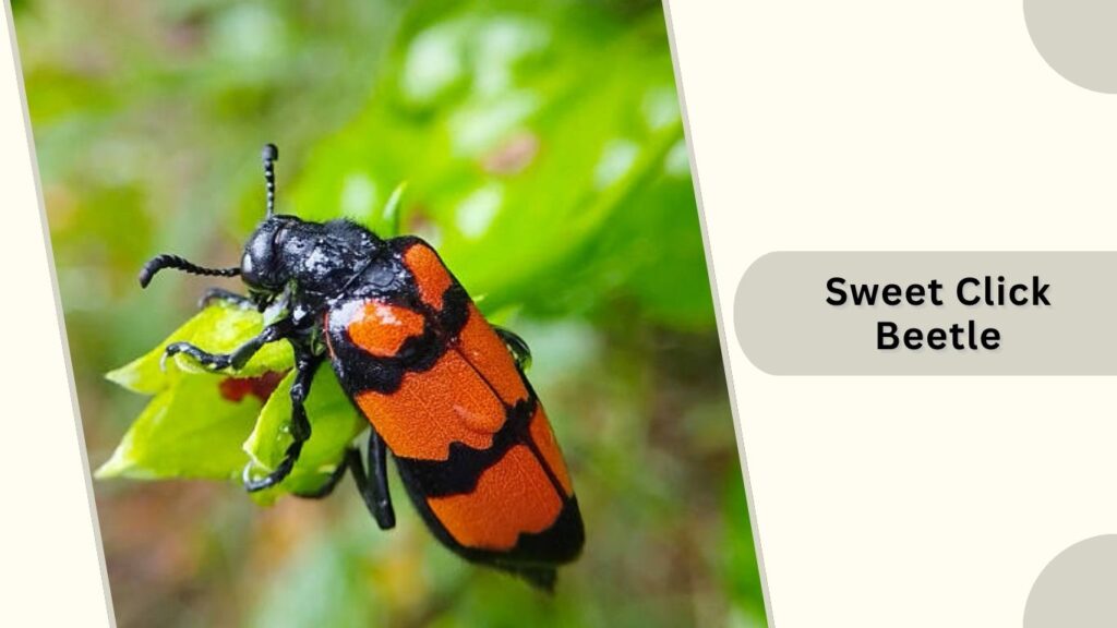 Sweet Click Beetle