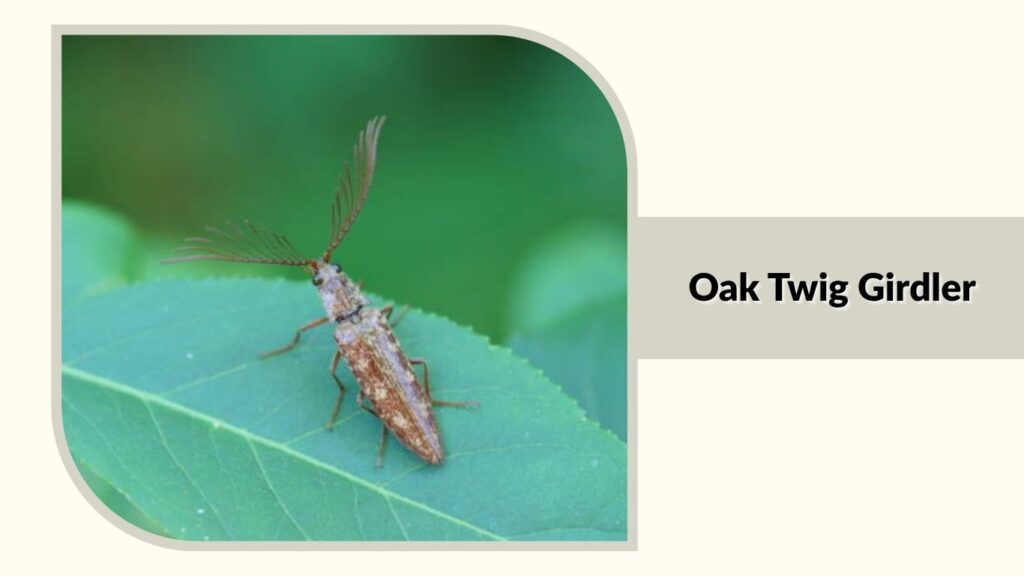 Oak Twig Girdler