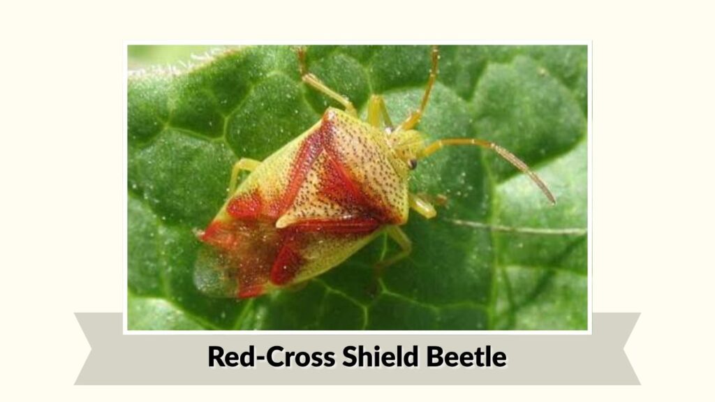 Red-Cross Shield Beetle