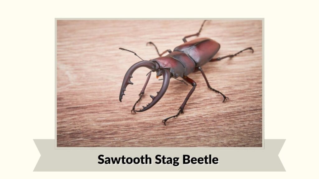 Sawtooth Stag Beetle