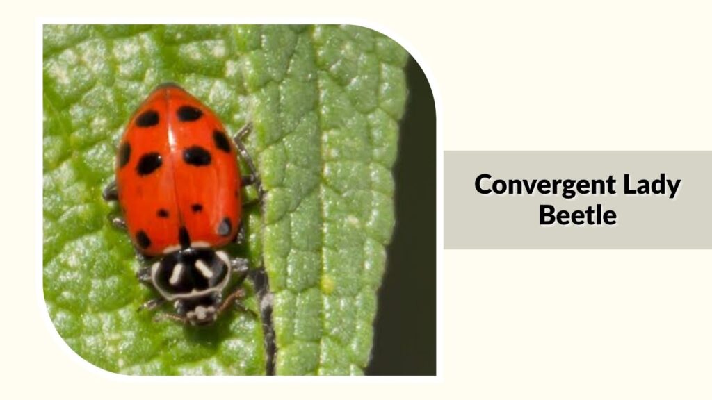 Convergent Lady Beetle