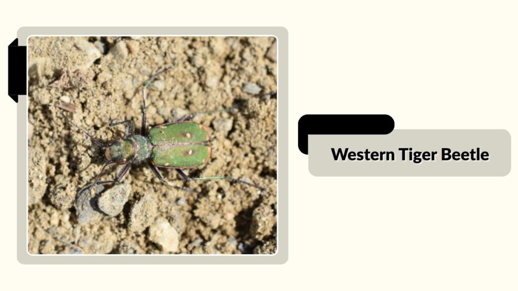 Western Tiger Beetle
