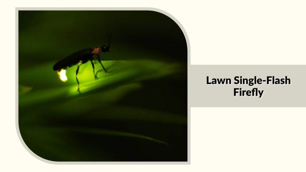 Lawn Single-Flash Firefly