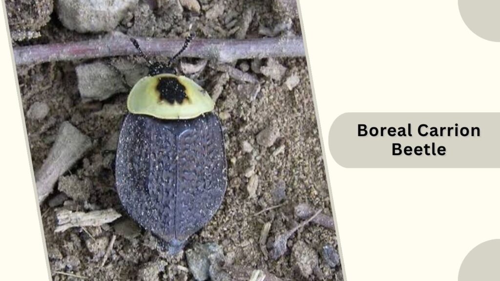  Boreal Carrion Beetle