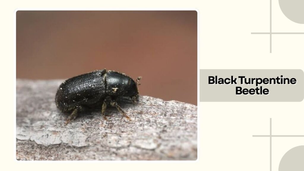  Black Turpentine Beetle