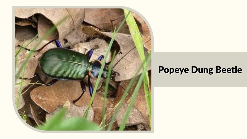 Popeye Dung Beetle