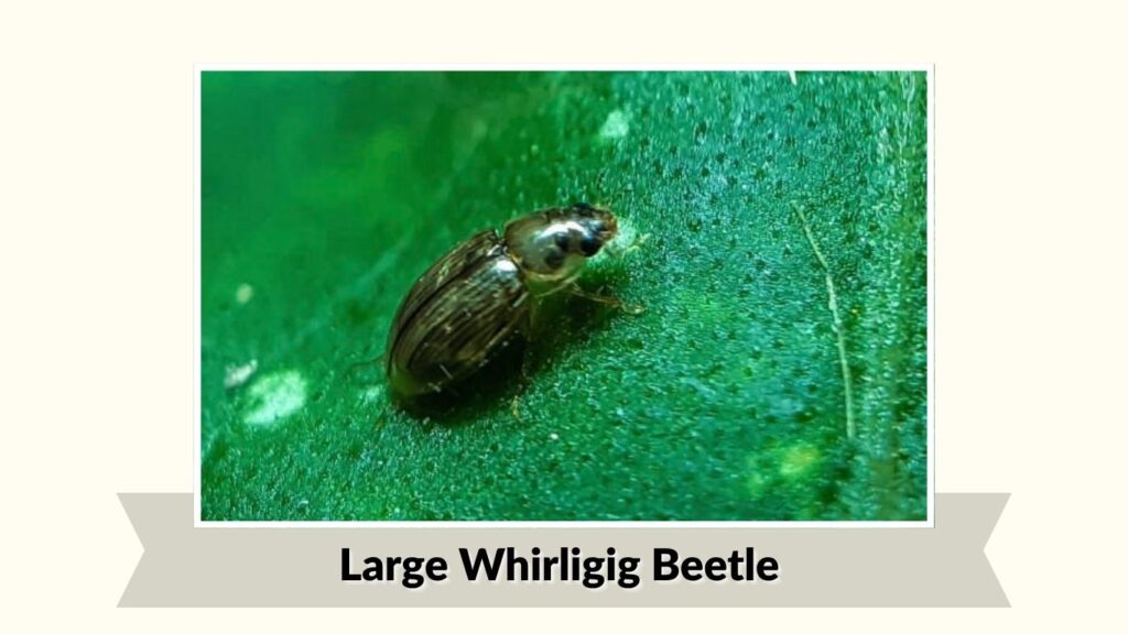  Large Whirligig Beetle