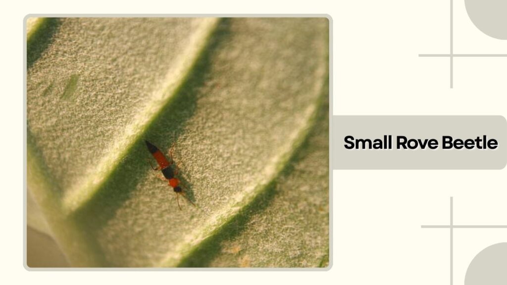 Small Rove Beetle