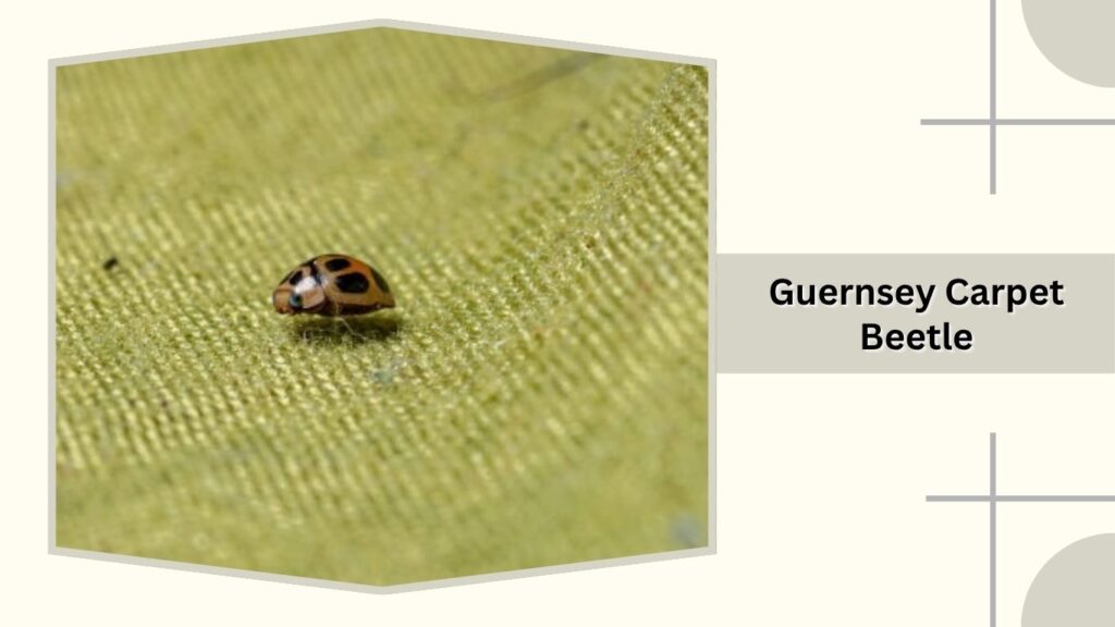 Guernsey Carpet Beetle