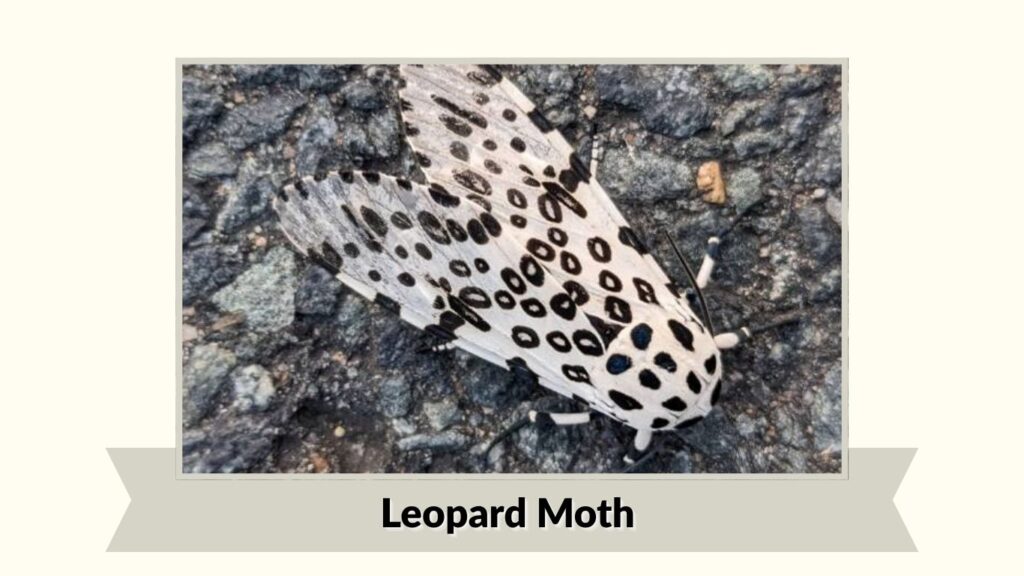  Leopard Moth