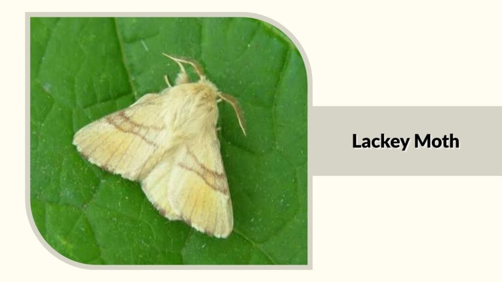 Lackey Moth