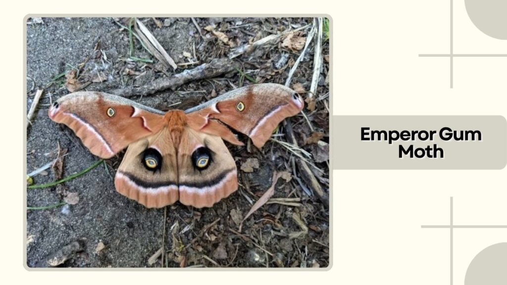 Emperor Gum Moth