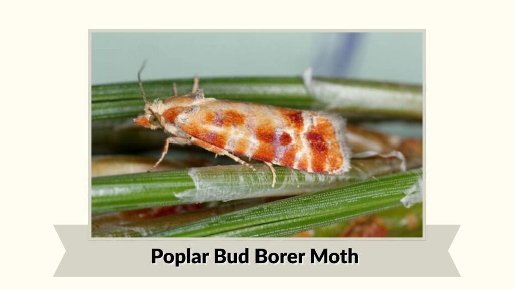 Poplar Bud Borer Moth