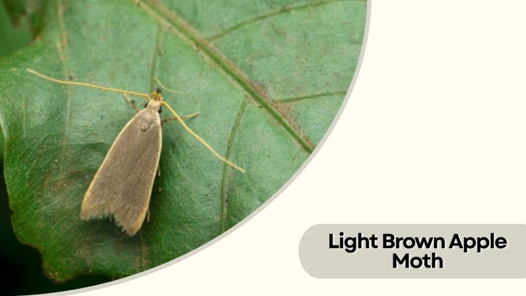 Light Brown Apple Moth