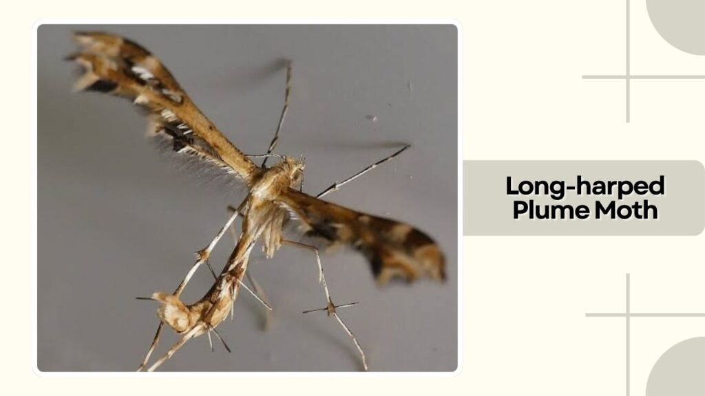 Long-harped Plume Moth