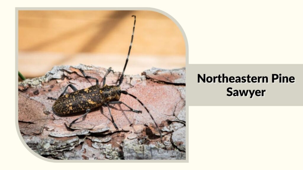 Northeastern Pine Sawyer