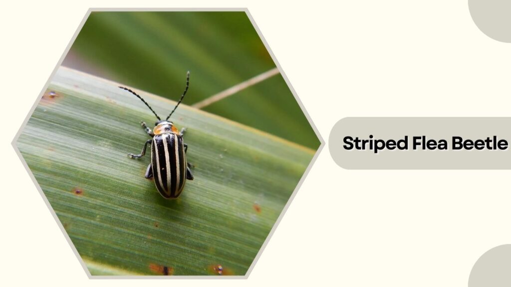 Striped Flea Beetle